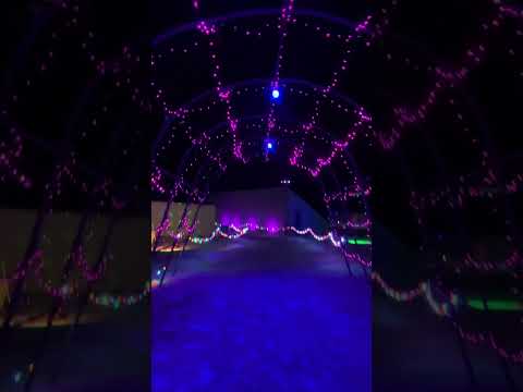 The Lights
